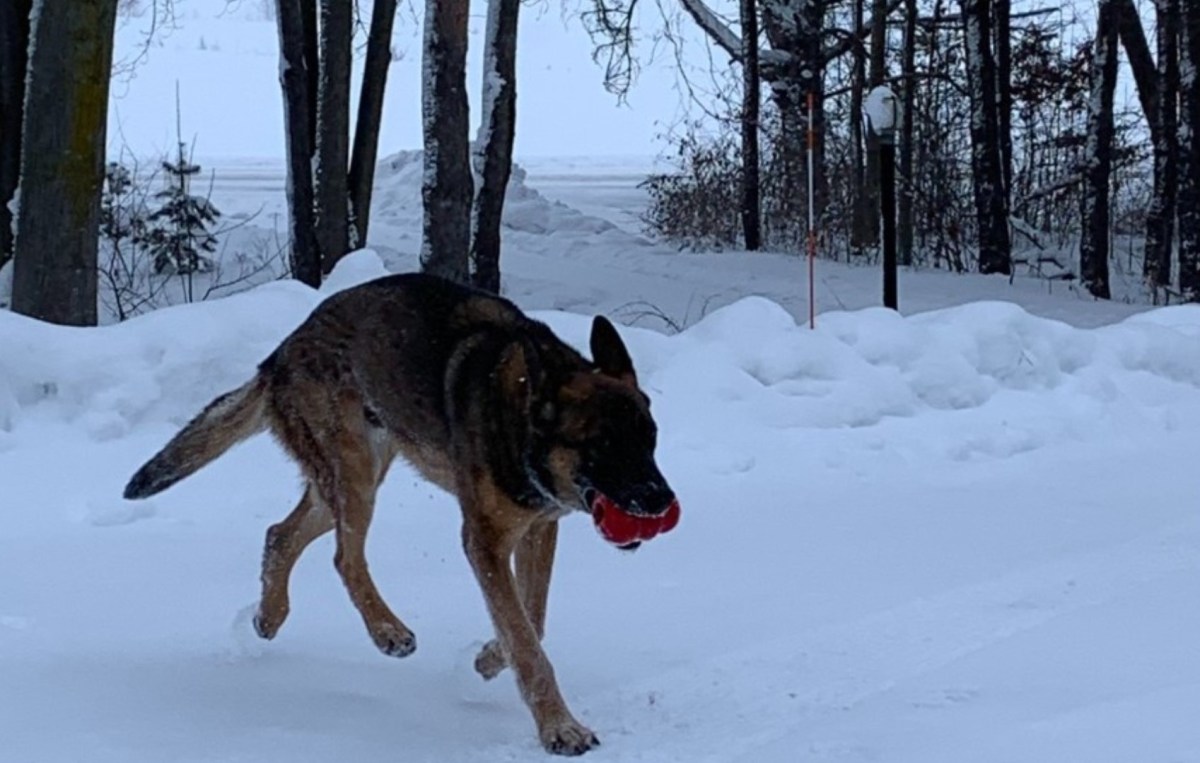 Grand Rapids Police Department announces K9 Dozer retiring after August&nbsp;crash
