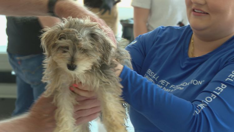 Plane full of puppies rescued from puppy mill arrives in Grand&nbsp;Rapids